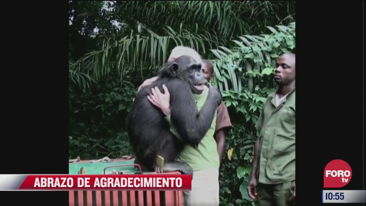 chimpance agradece a doctora por cuidarla