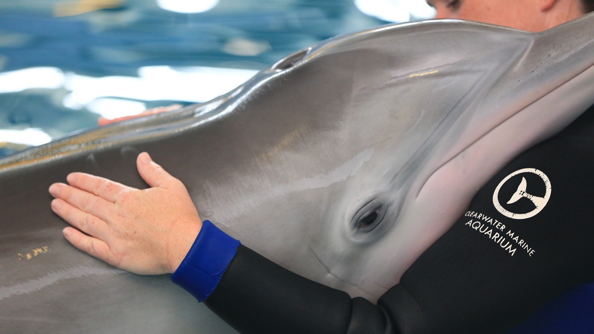 Muere la delfín discapacitada Winter; quien inspiró a las películas "Dolphin Tale"