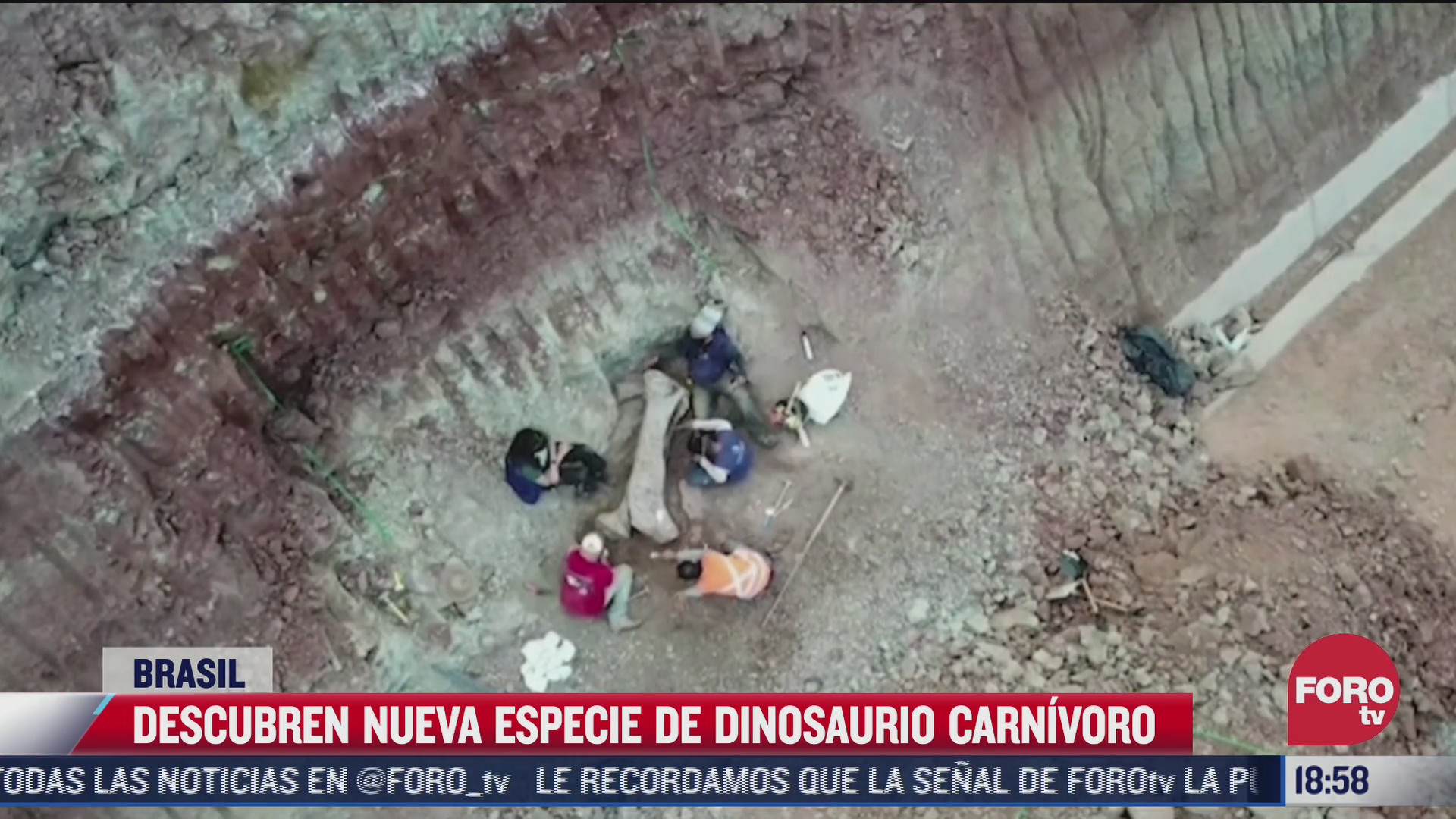 descubren nueva especie de dinosaurio carnivoro en brasil