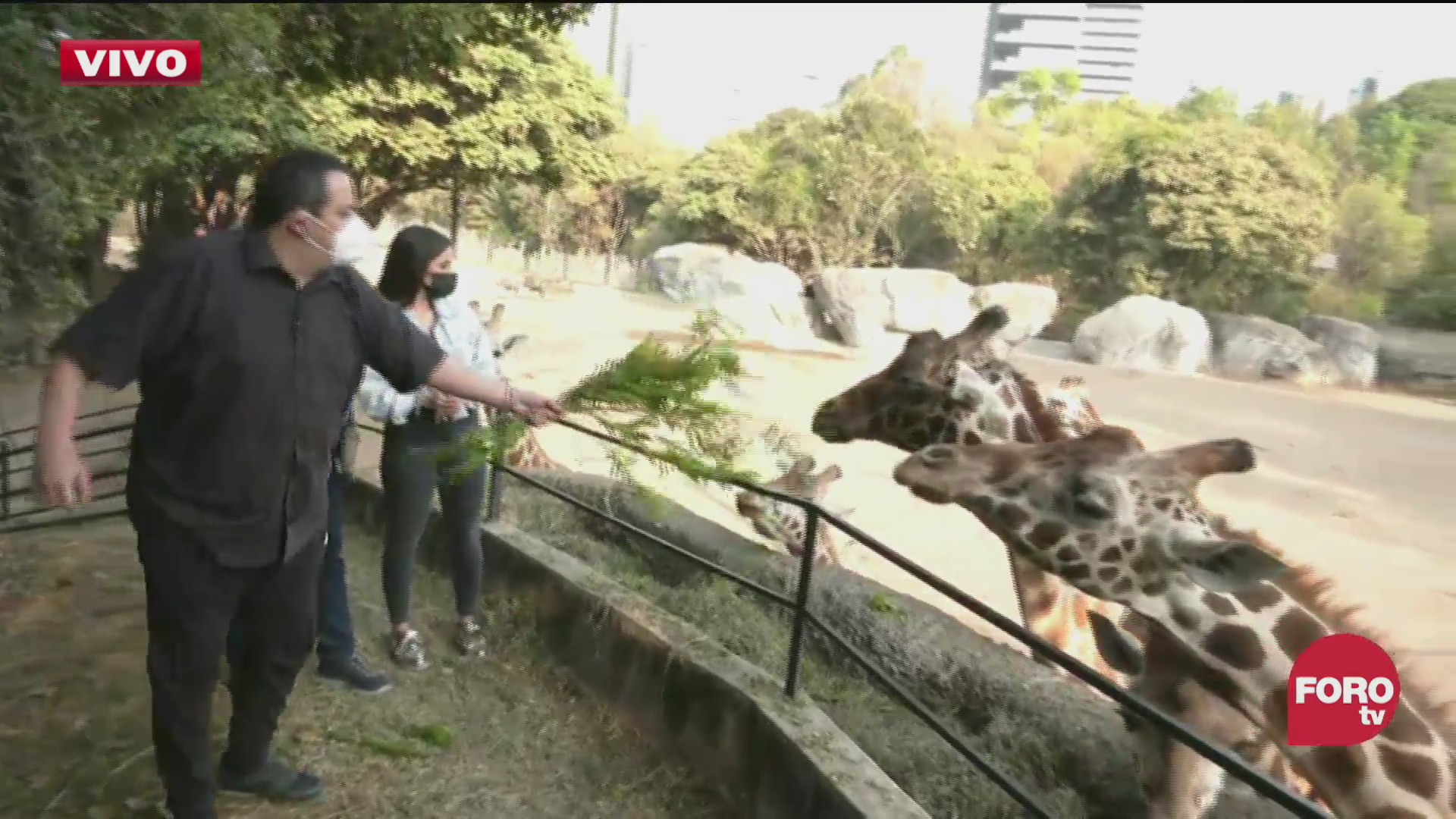 expreso de la manana visita a las jirafas del zoologico de chapultepec