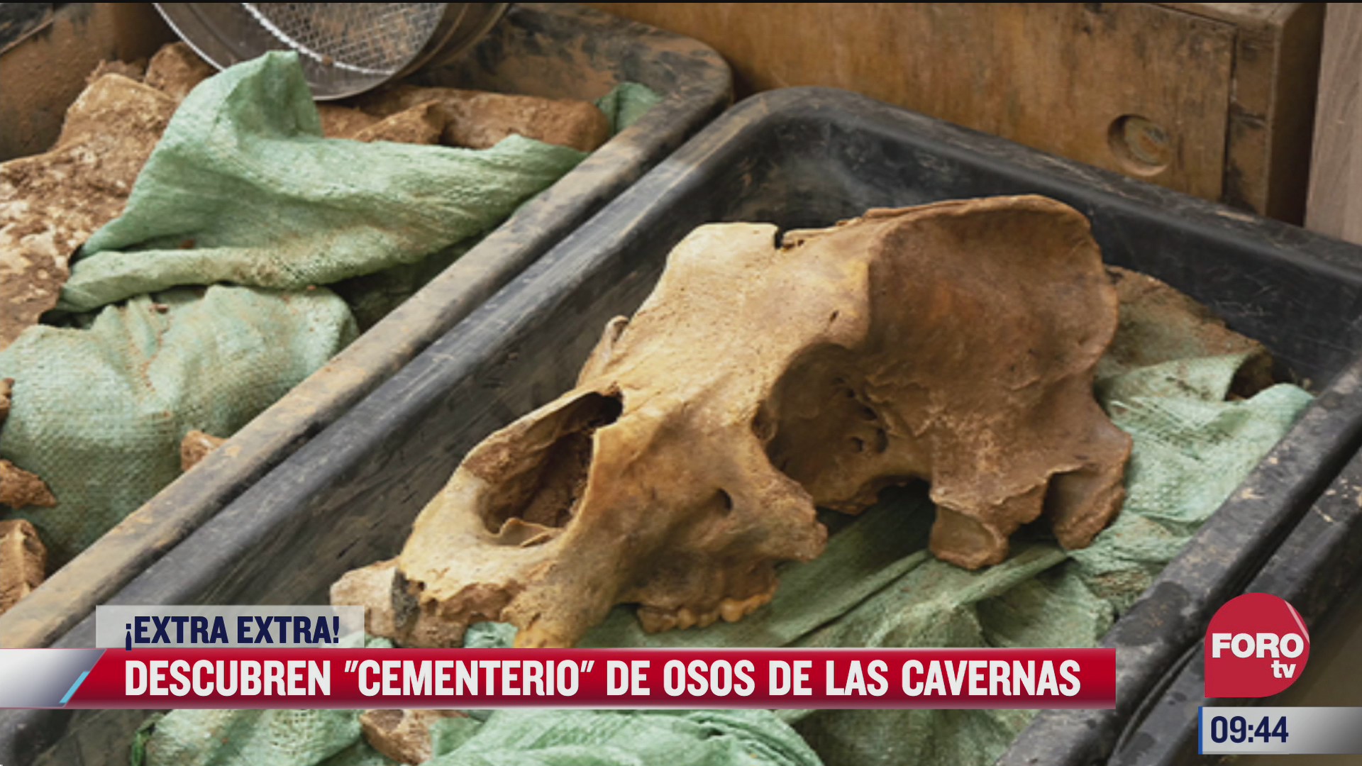 extra extra descubren cementerio de osos de las cavernas