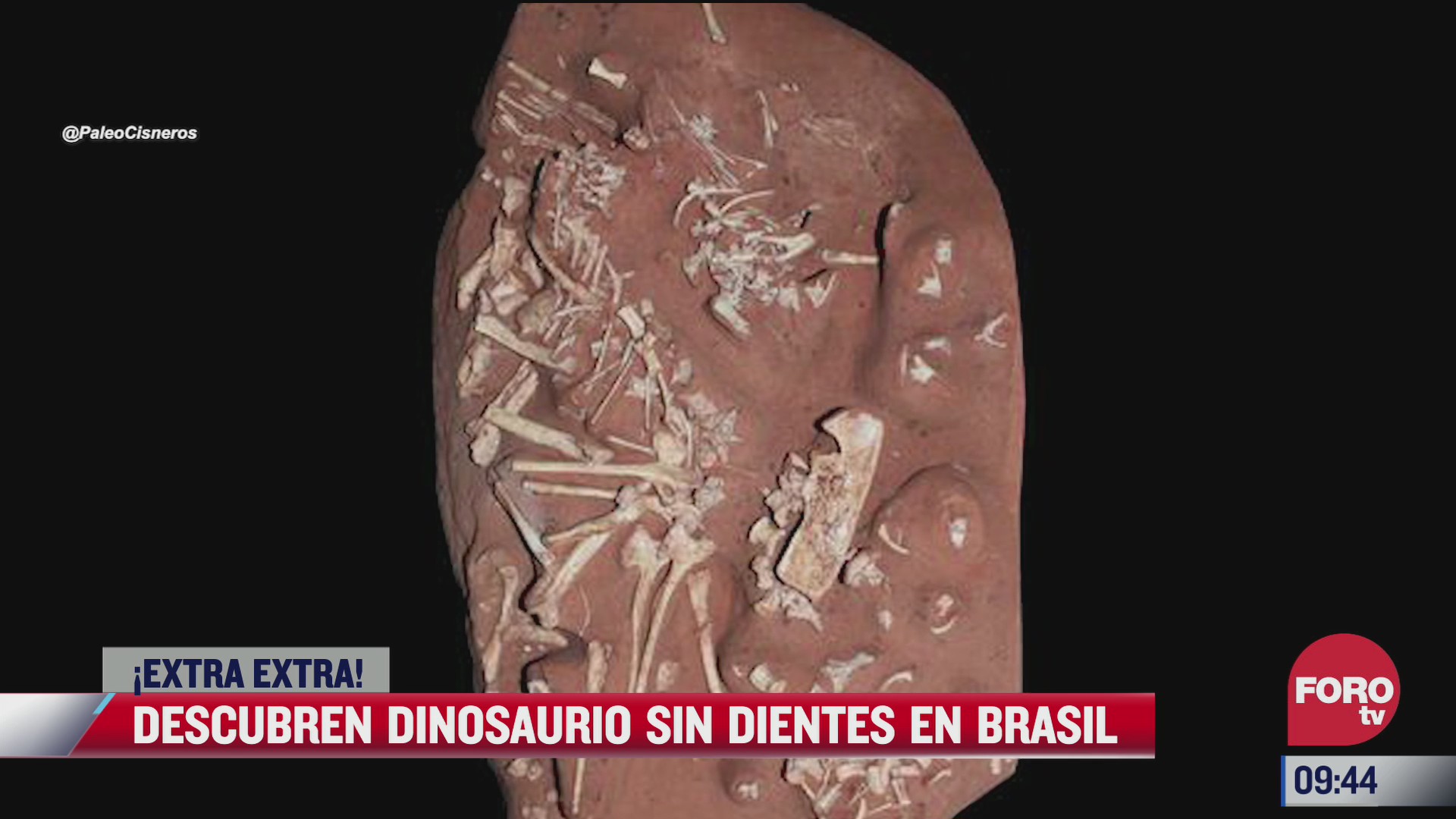 extra extra descubren en brasil dinosaurio sin dientes