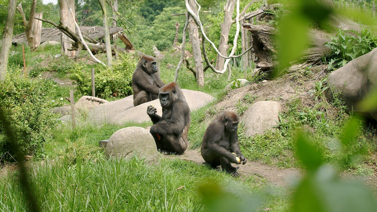 Gorilas dan positivo a covid en Países Bajos