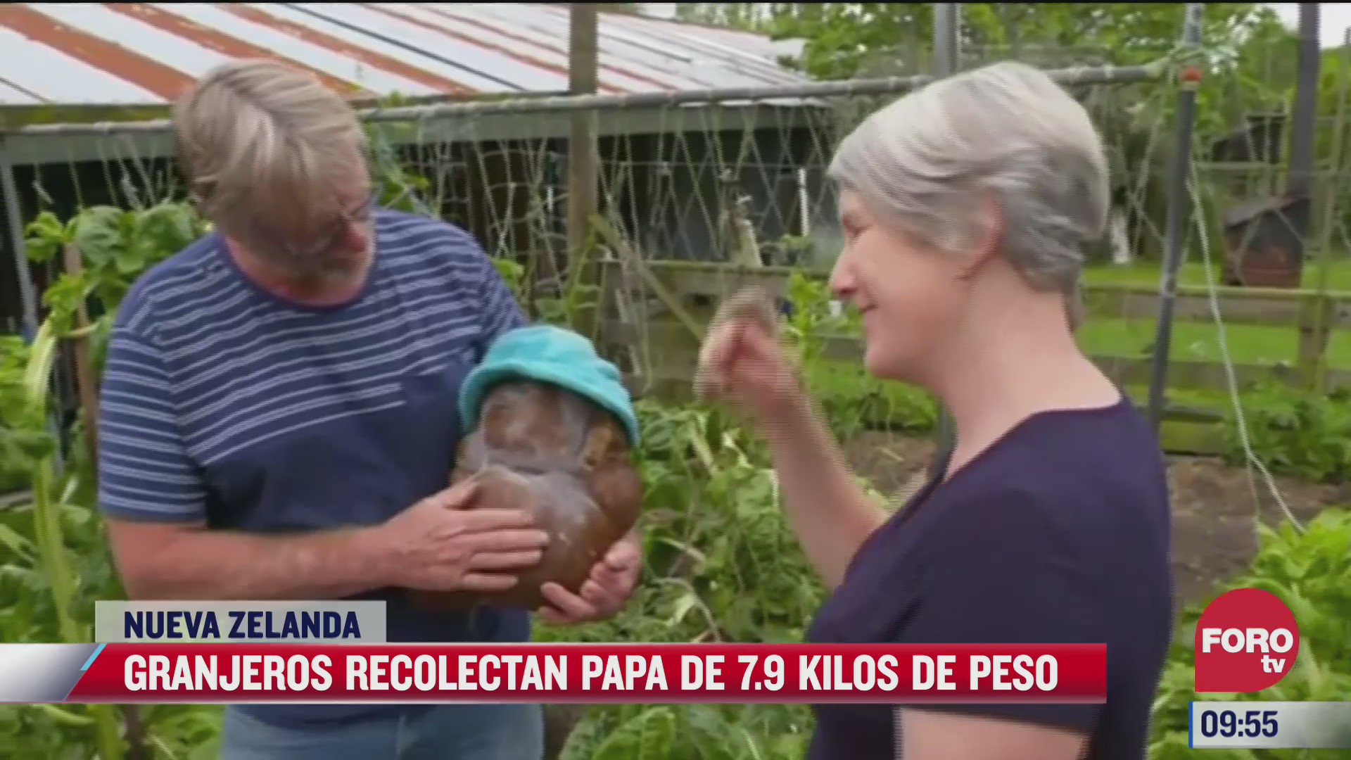 granjeros recolectan papa de 7 9 kilos en nueva zelanda