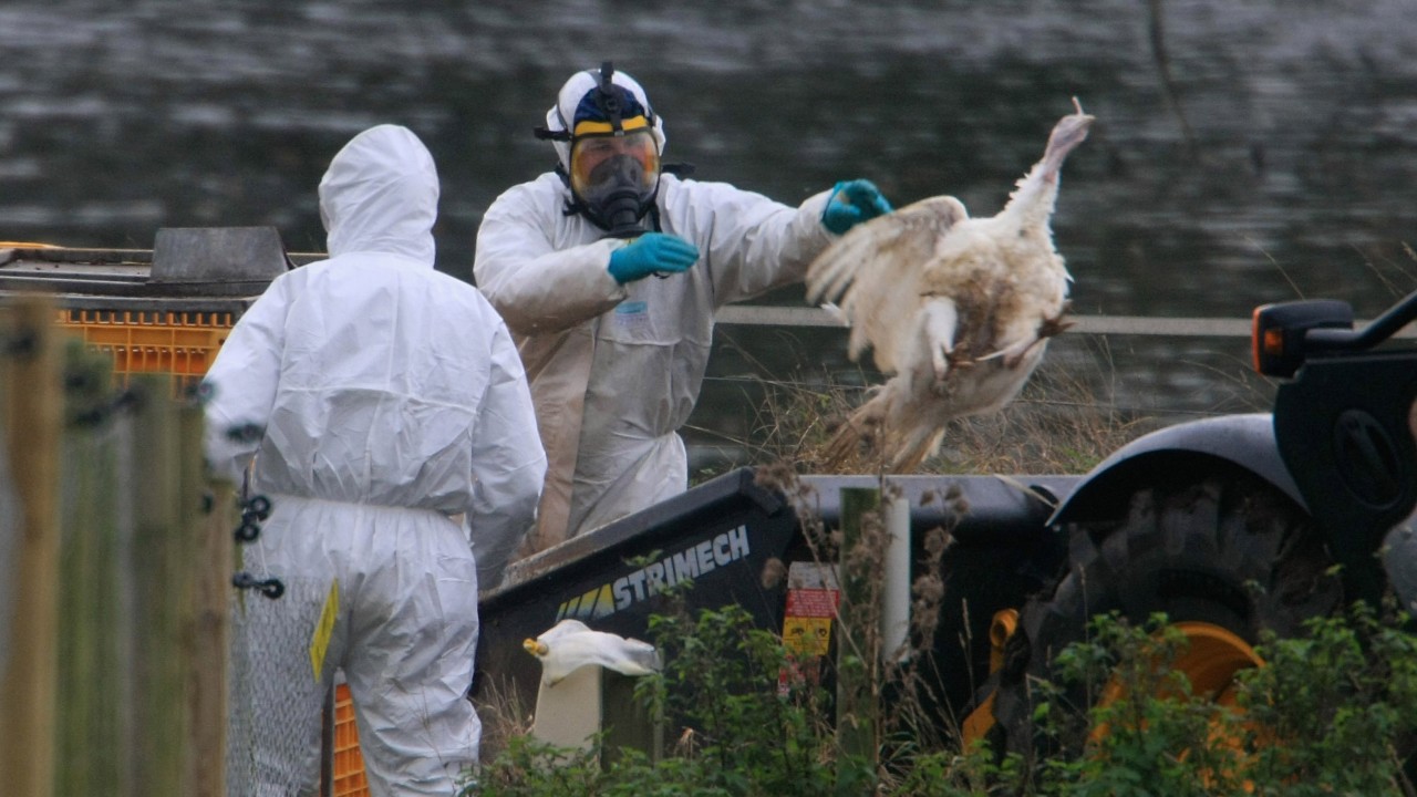 Francia detecta brote de gripe aviar en explotación avícola