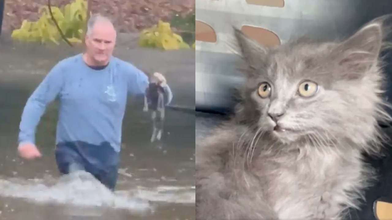 Video viral hombre salva gatito inundación