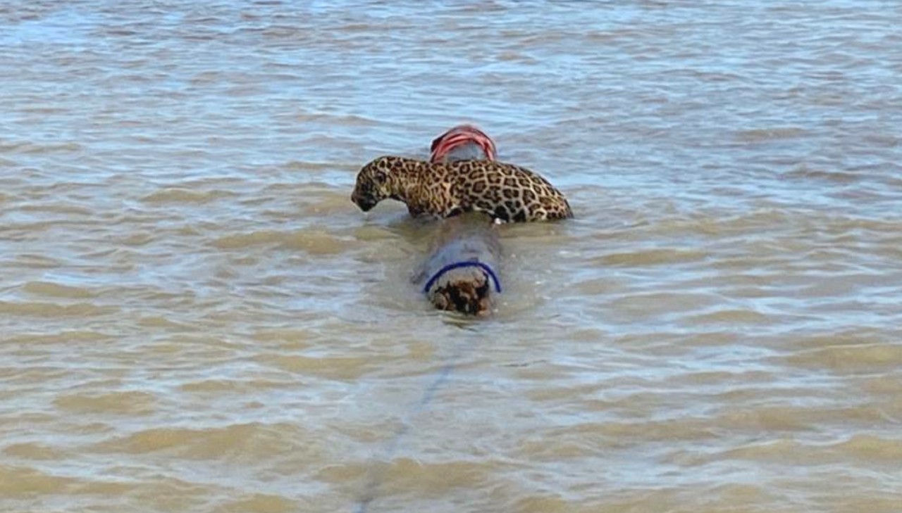 Rescatan con éxito del mar a un jaguar alejado de la costa en Colombia