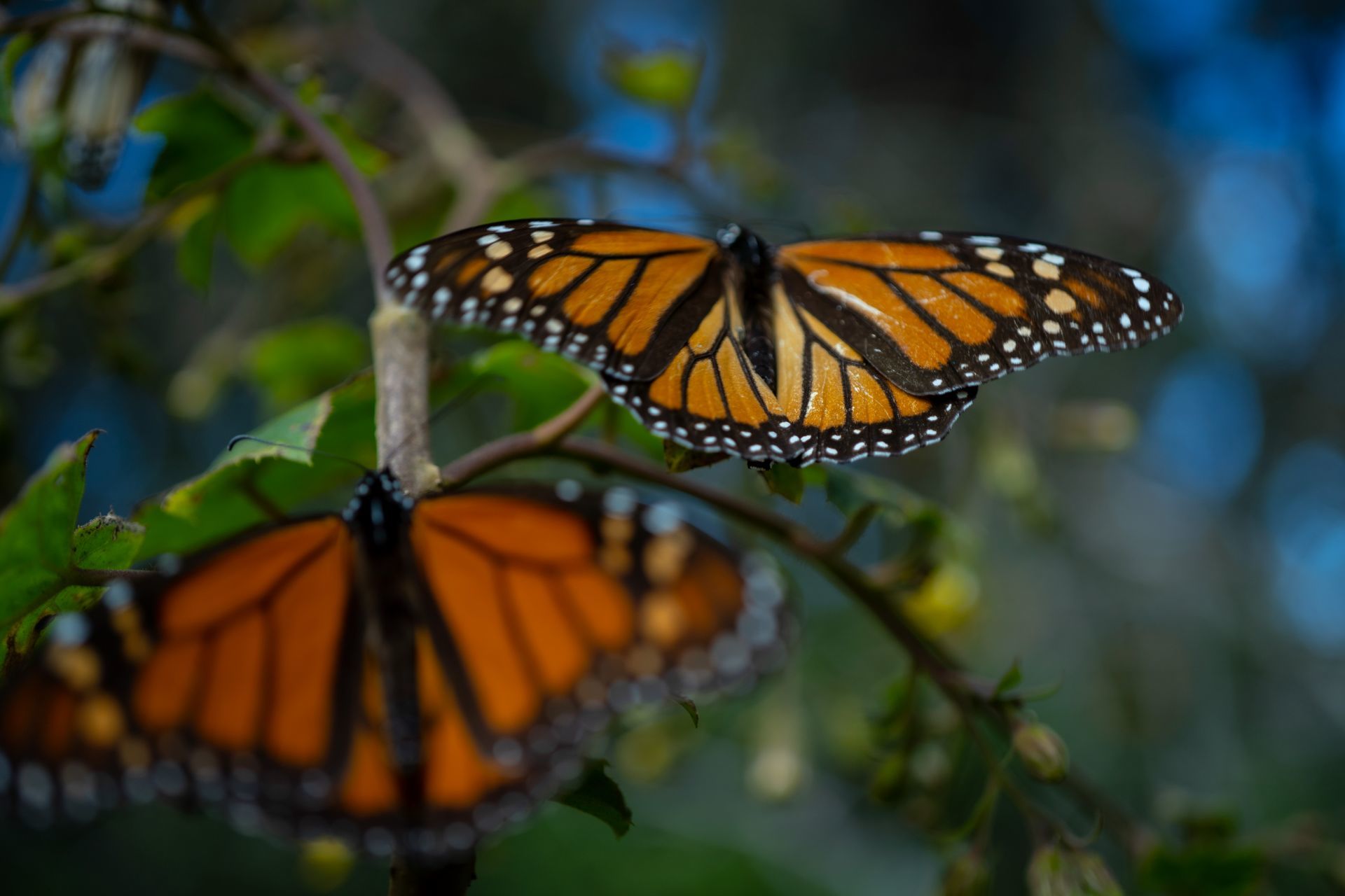 Agricultores del centro de México esperan una recuperación de las mariposas monarcas