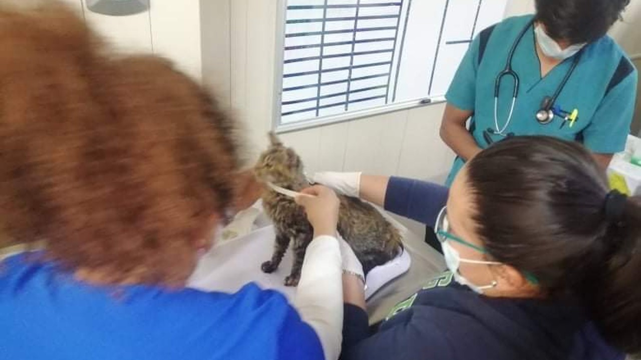 Más de 30 gatos son atendidos en Hospital Veterinario de la CDMX tras incendio en Mercado de Sonora