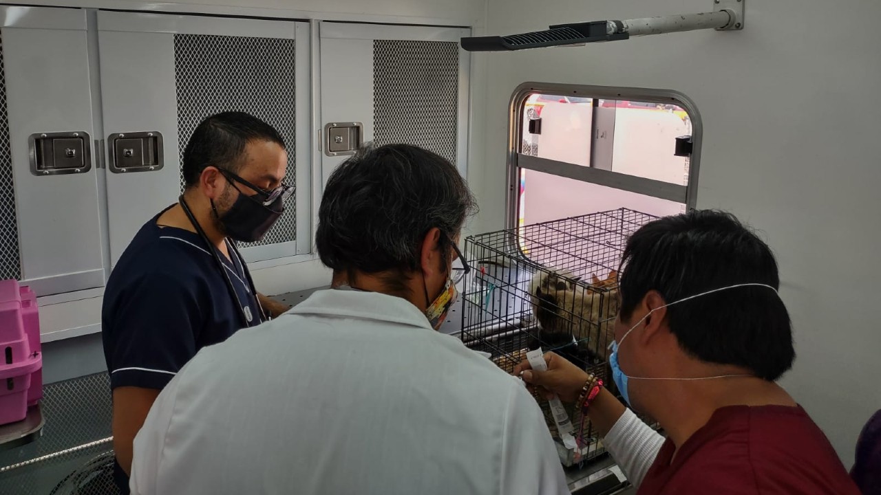 Más de 30 gatos son atendidos en Hospital Veterinario de la CDMX tras incendio en Mercado de Sonora