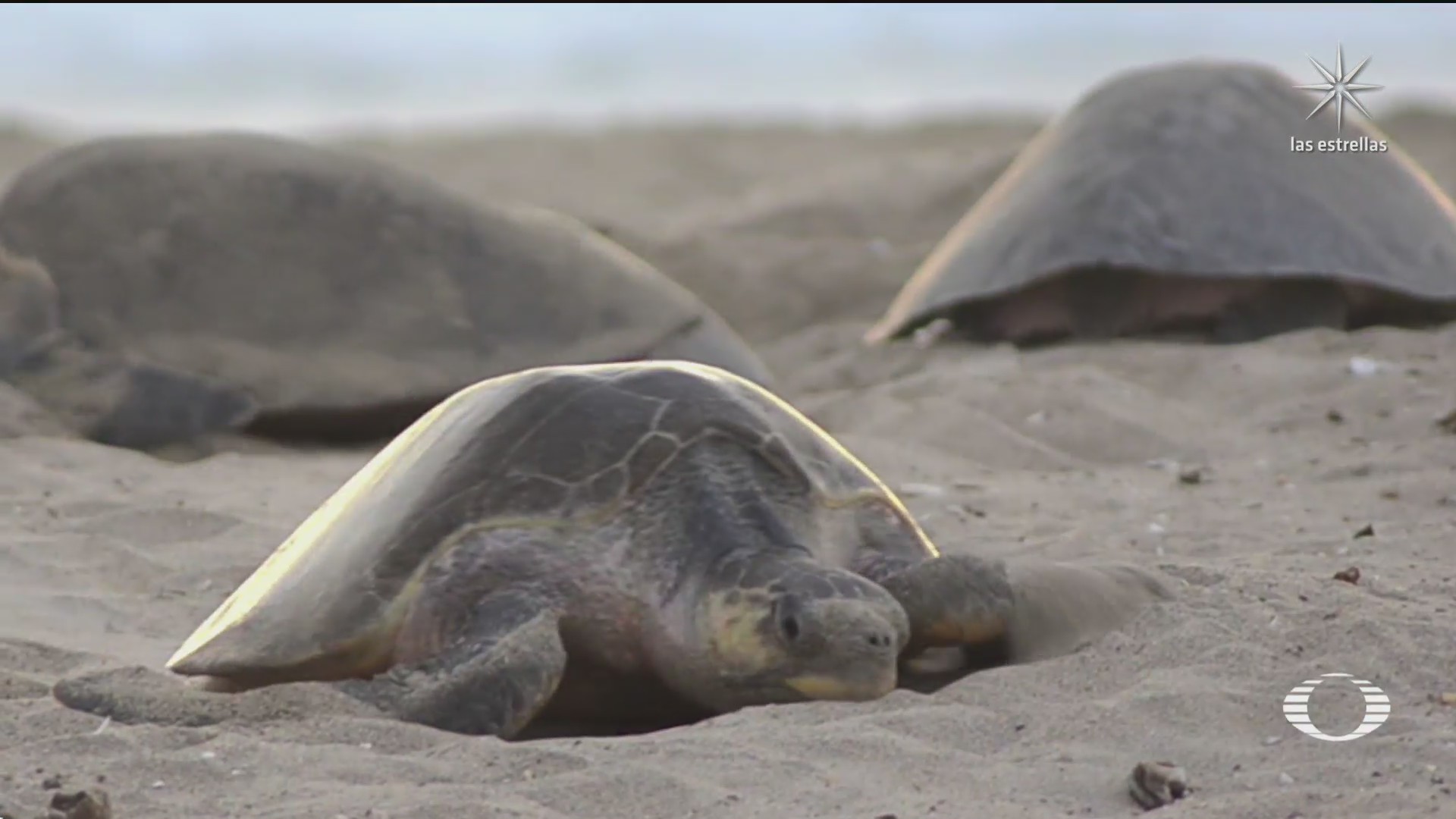 miles de tortugas golfinas llegan a playa de oaxaca
