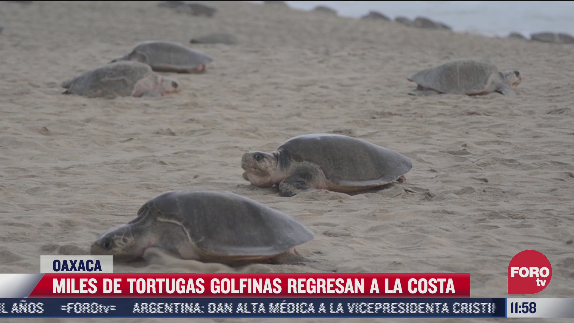 miles de tortugas golfinas regresan a la costa en oaxaca