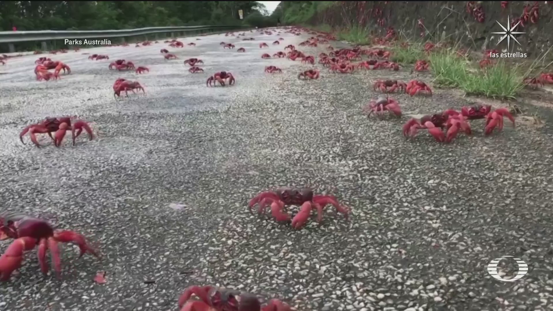 millones de cangrejos pintan de rojo la isla de navidad de australia