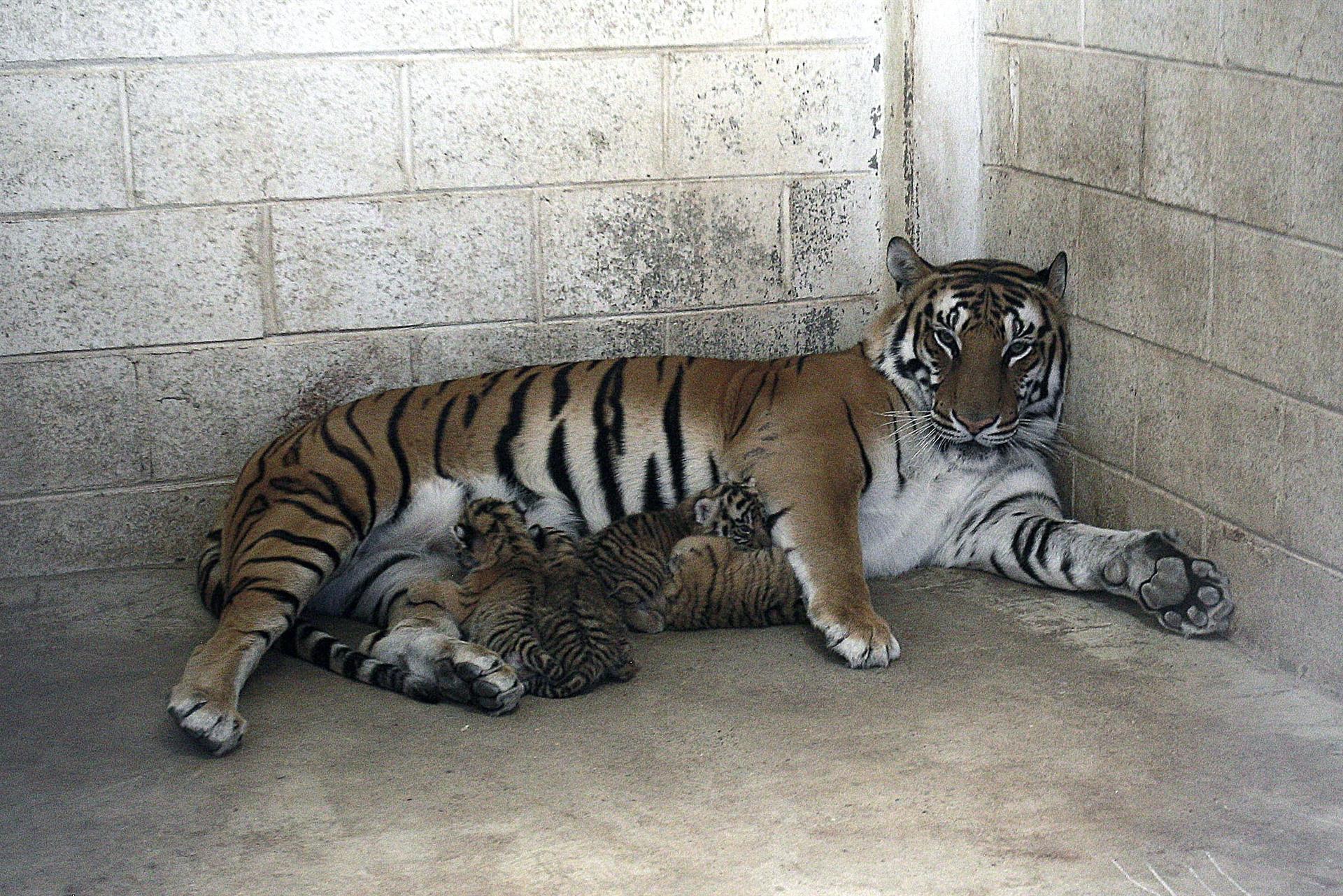 Nacen cuatro tigres de bengala en Ciudad Juárez, Chihuahua
