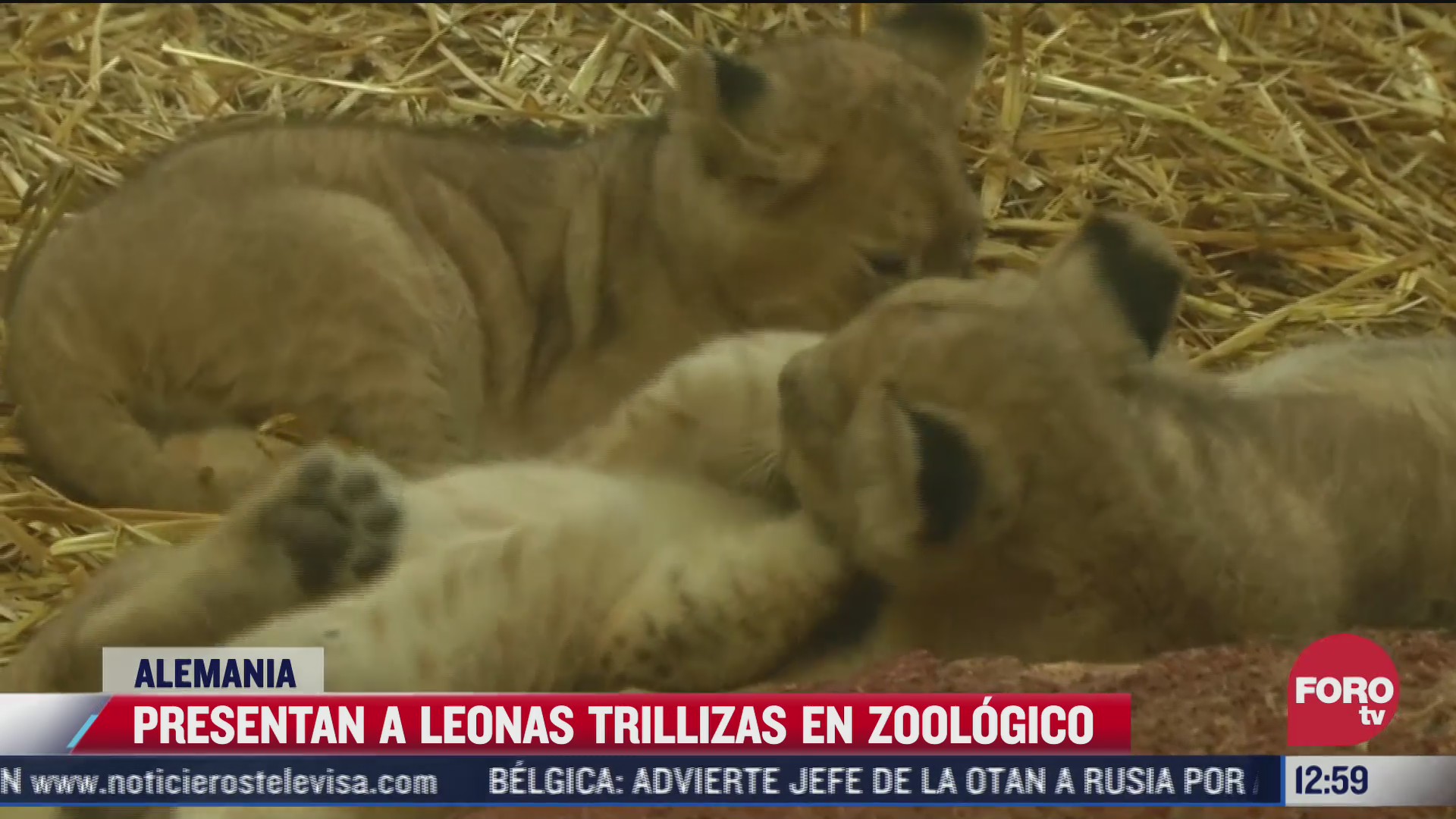 nacen leonas trillizas en zoologico de alemania
