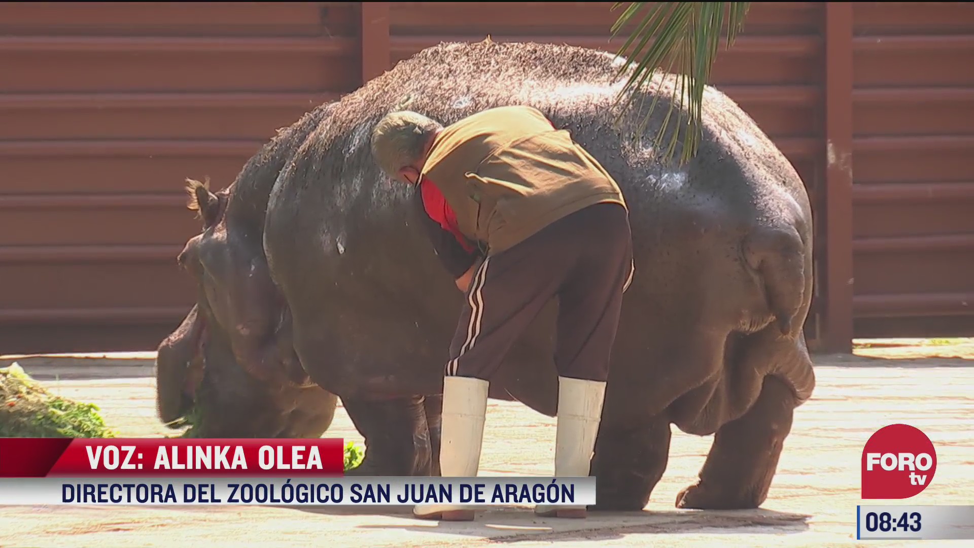 organizaciones civiles interponen amparo para proteger a la hipopotama ines en cautiverio