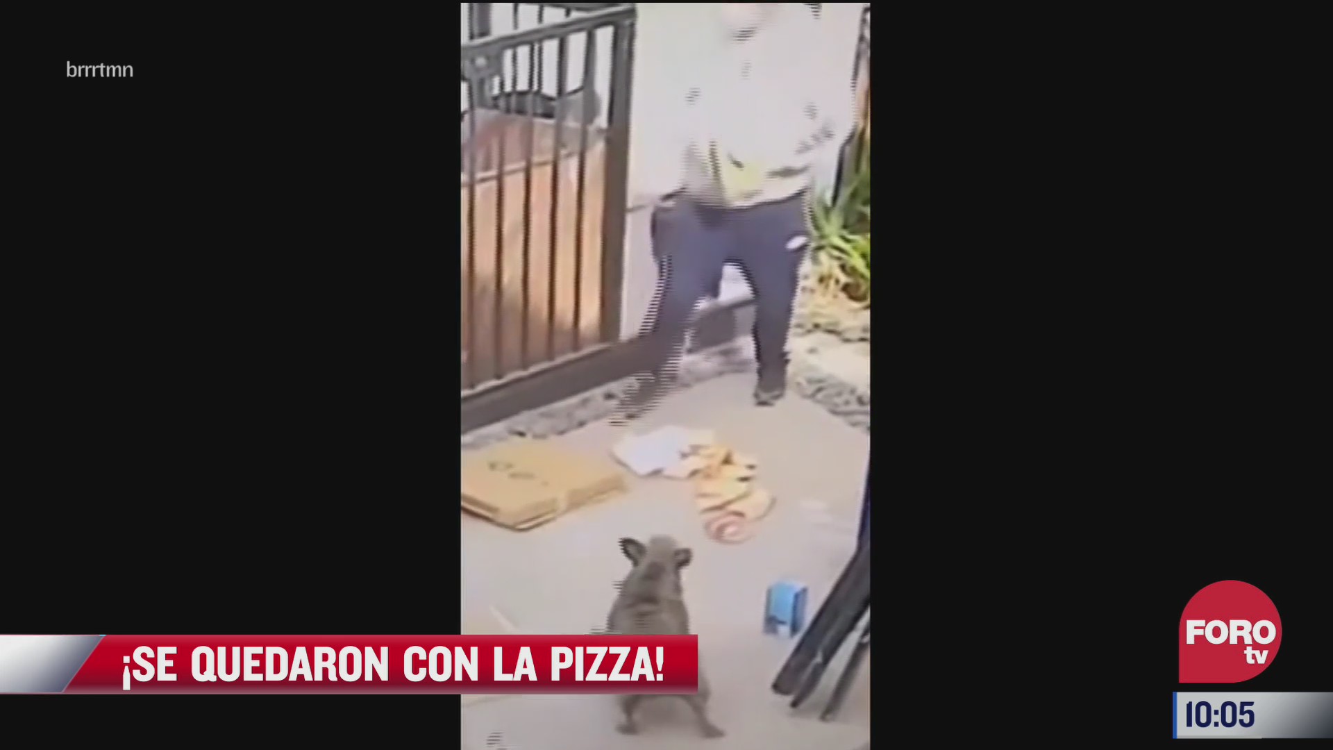 pandilla de perros roba pizza a un hombre