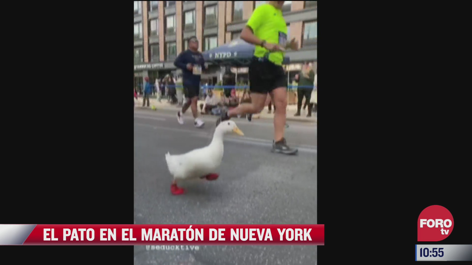 pato corre el maraton de nueva york