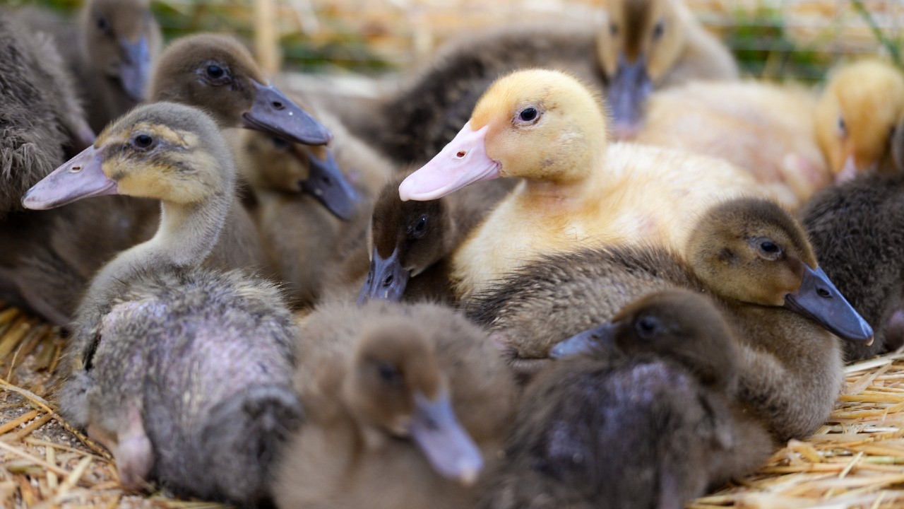 Sacrifican más de 38 mil patos tras detectar dos focos de gripe aviar en Hungría