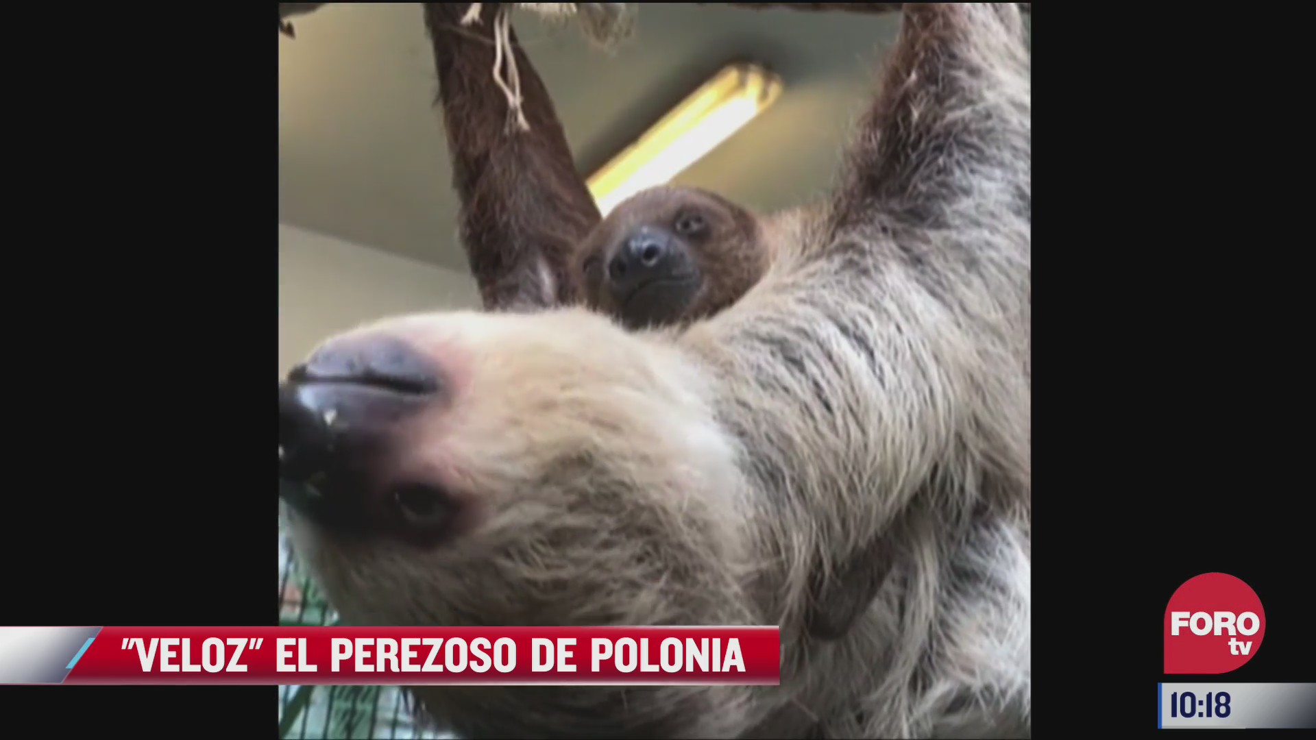 perezoso bebe la estrella de zoologico en polonia