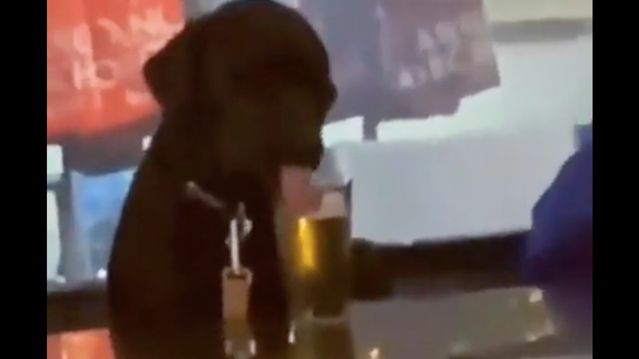 Perrito toma cerveza bar