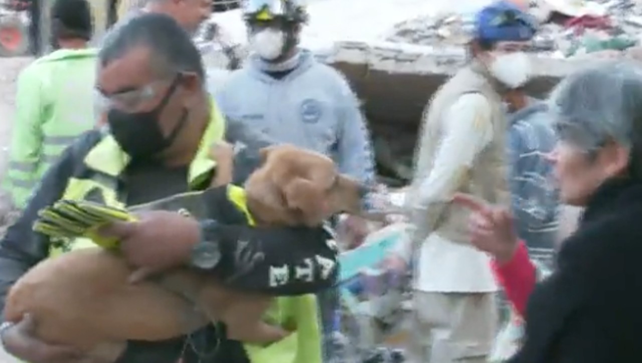 Perritos fueron rescatados tras explosión en la colonia Pensil