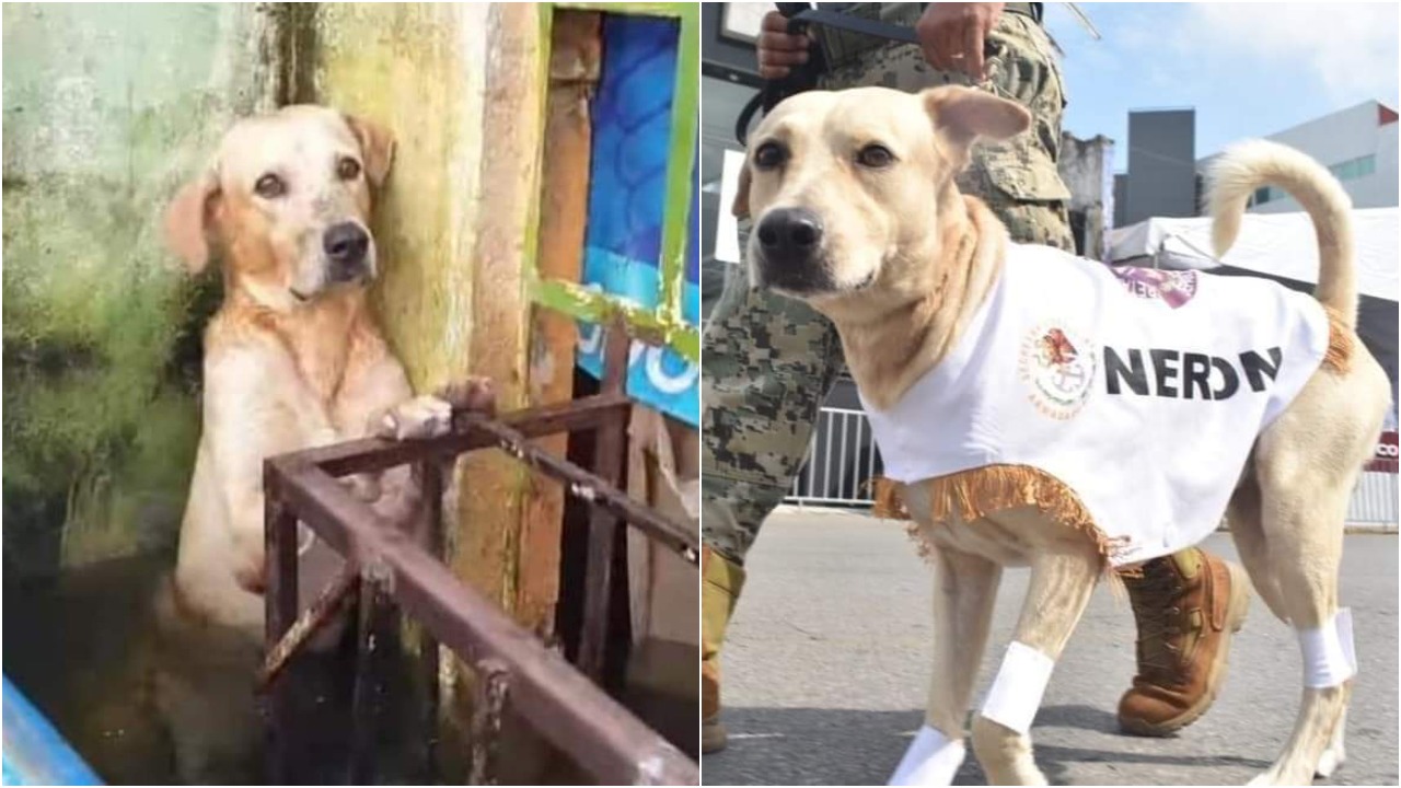 Perro rescatado en inundaciones de Tabasco forma parte de desfile con la SEMAR
