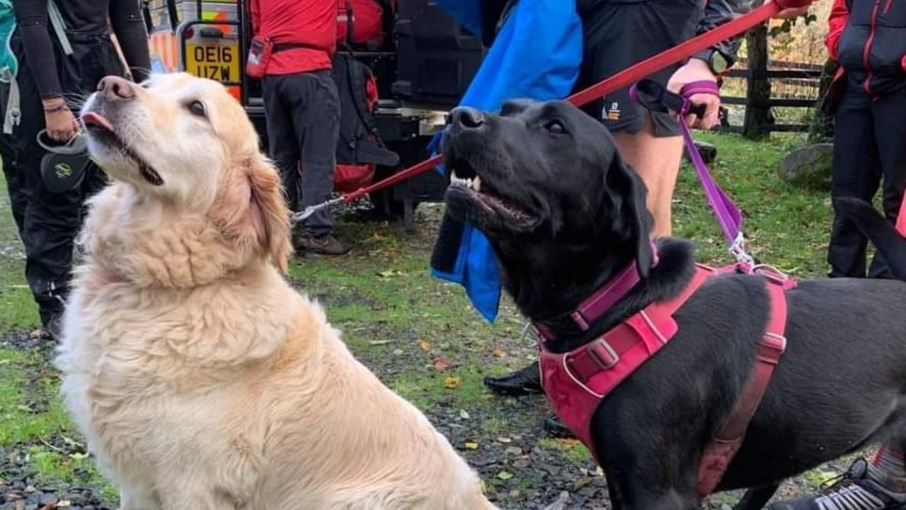 Perros logran salvar a su dueño e Inglaterra tras un paseo