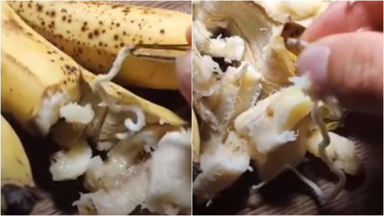 Video de plátanos de Somalia en México