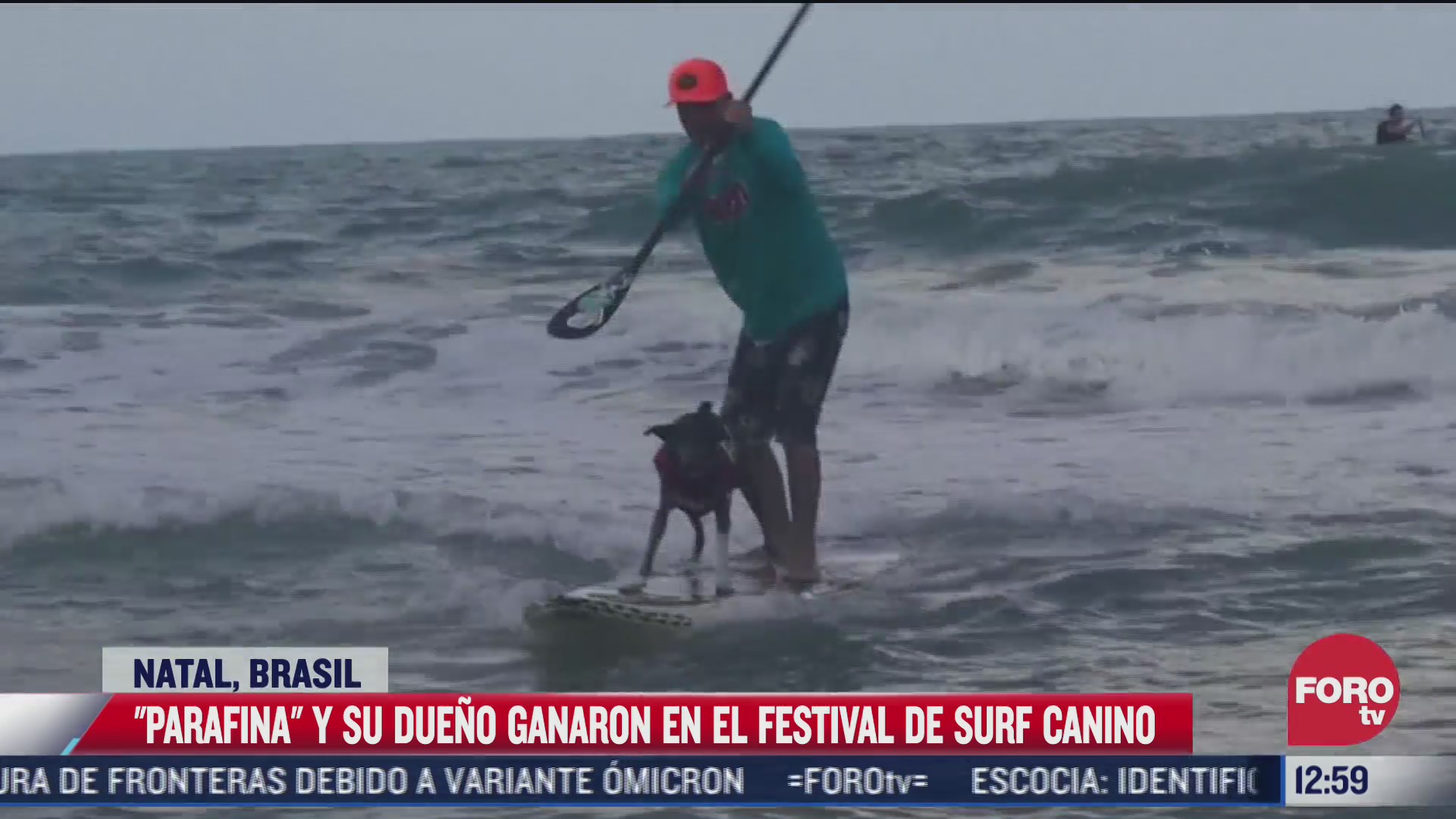 realizan festival canino de surf en brasil