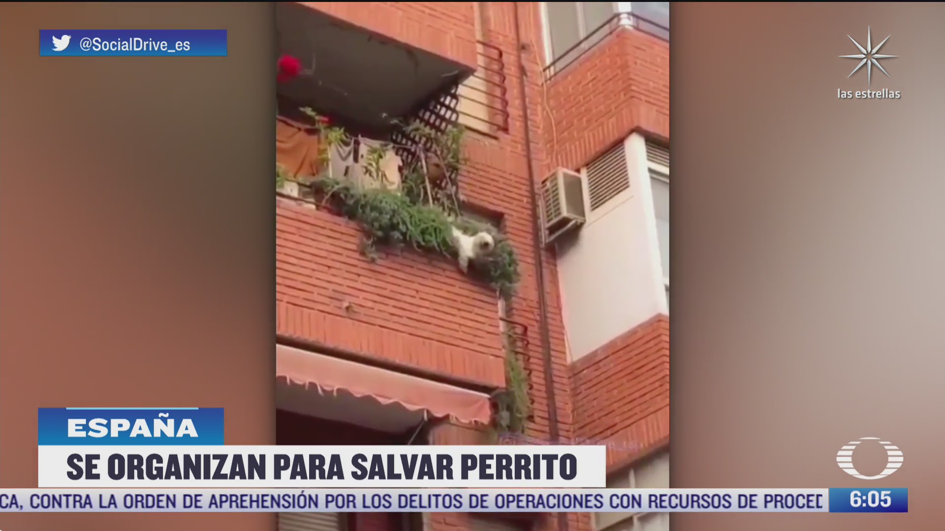 salvan a perrito de caer del balcon de un edificio