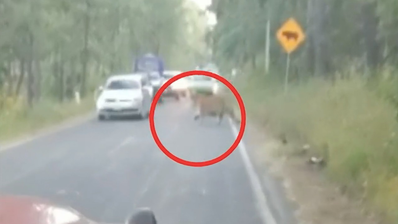 Se desconoce paradero del tigre de bengala que sorprendió a automovilistas en Jalisc