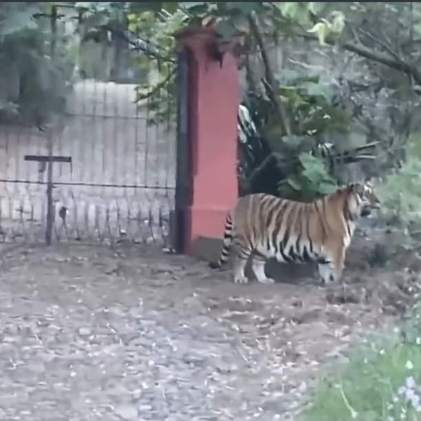 Se desconoce paradero del tigre de bengala que sorprendió a automovilistas en Jalisco
