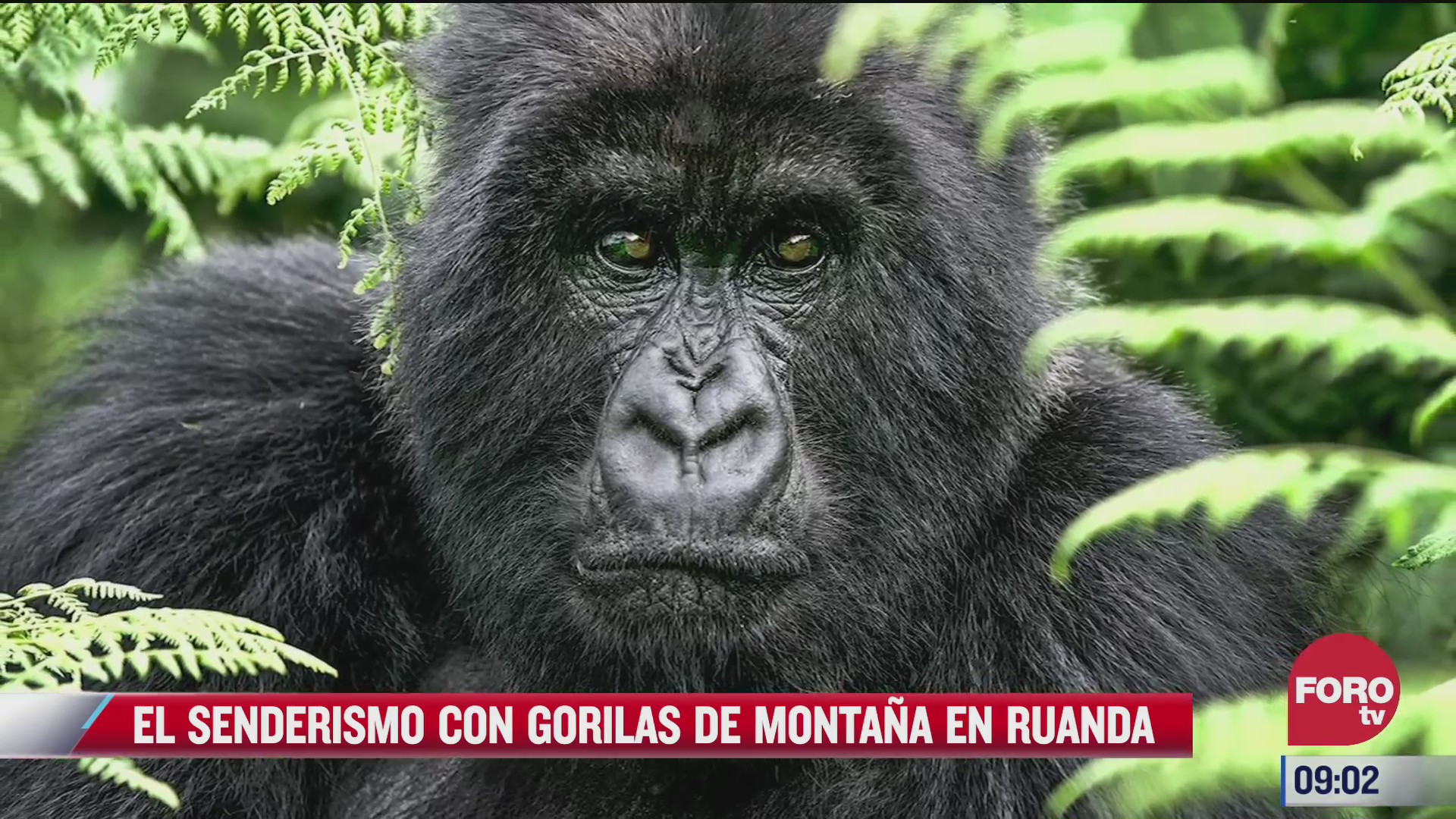 senderismo con gorilas de montana una experiencia posible en ruanda