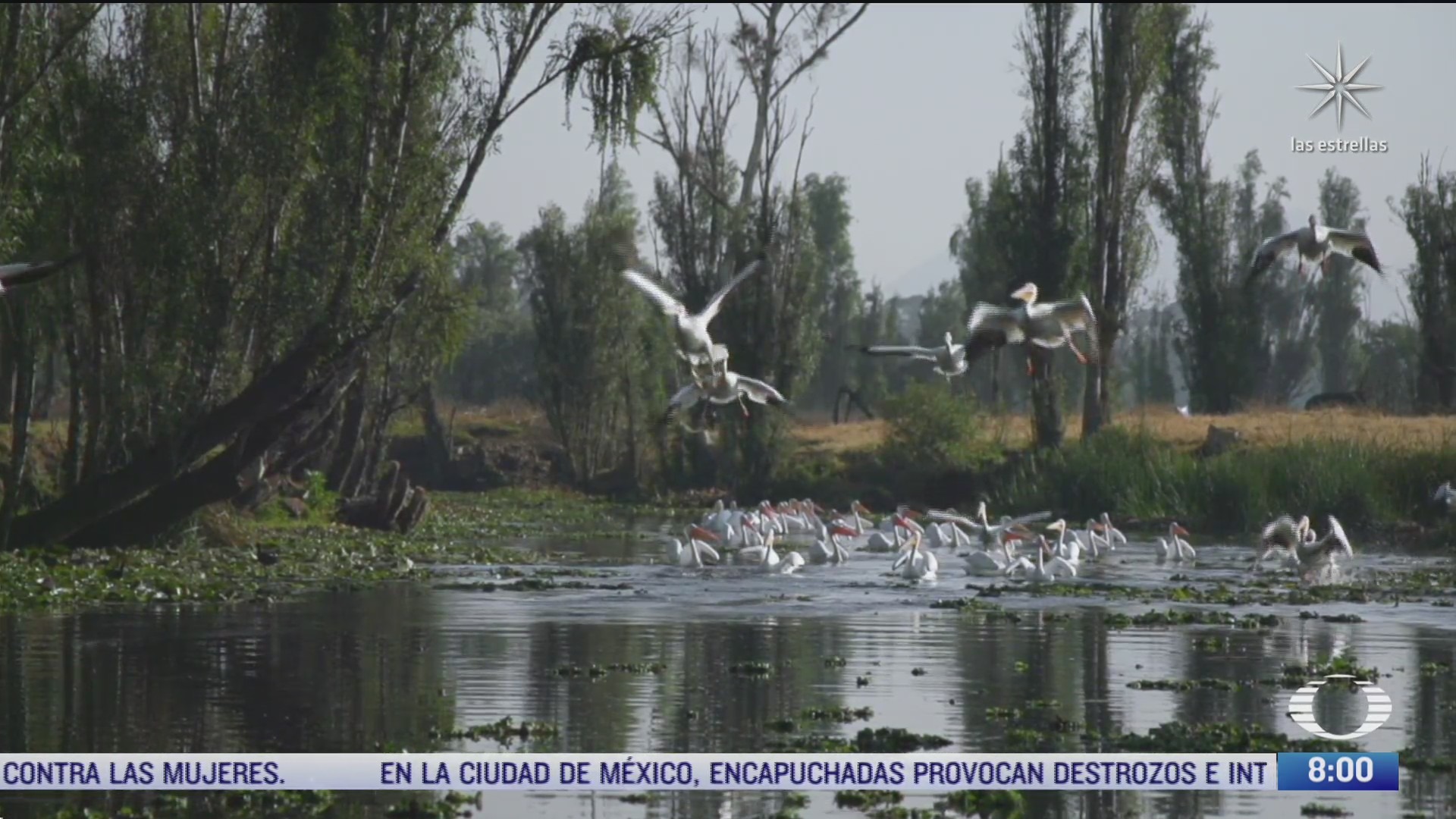 El viaje de las aves migratorias, una colaboración de Paola Rojas con UNAM Naturaleza
