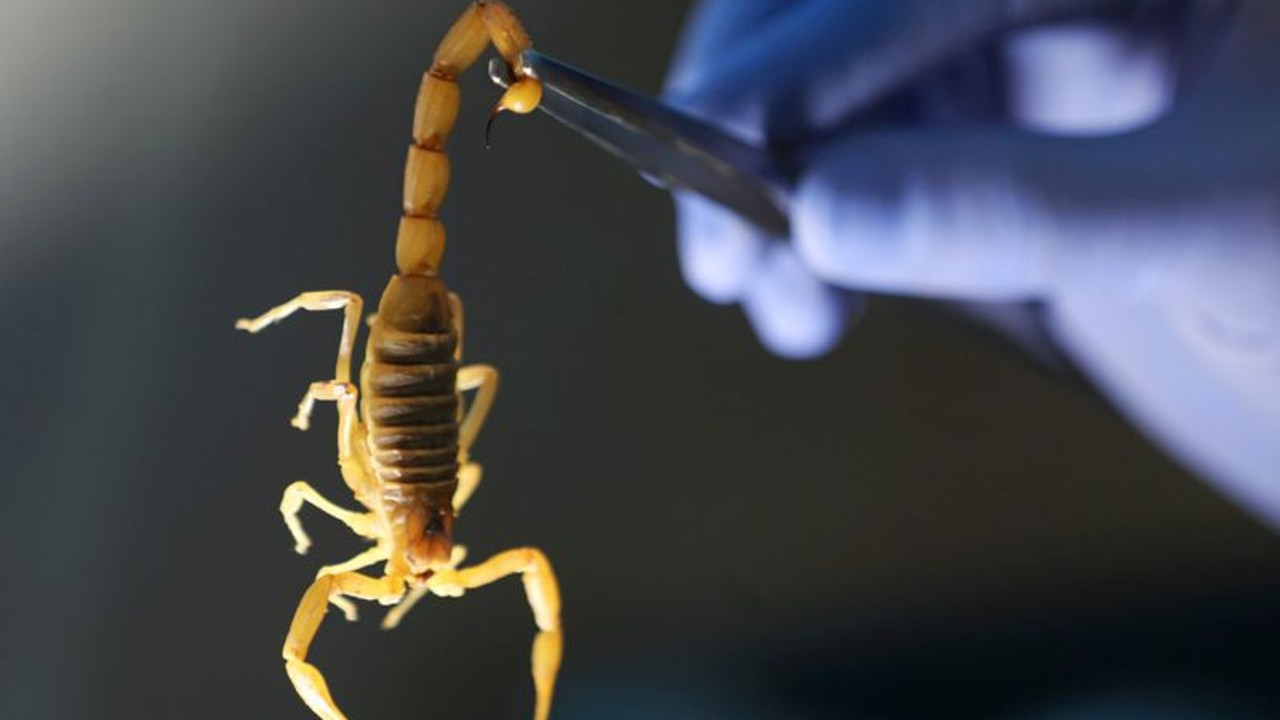Suman tres muertos y 450 envenenados por picaduras de escorpión en el sur de Egipto