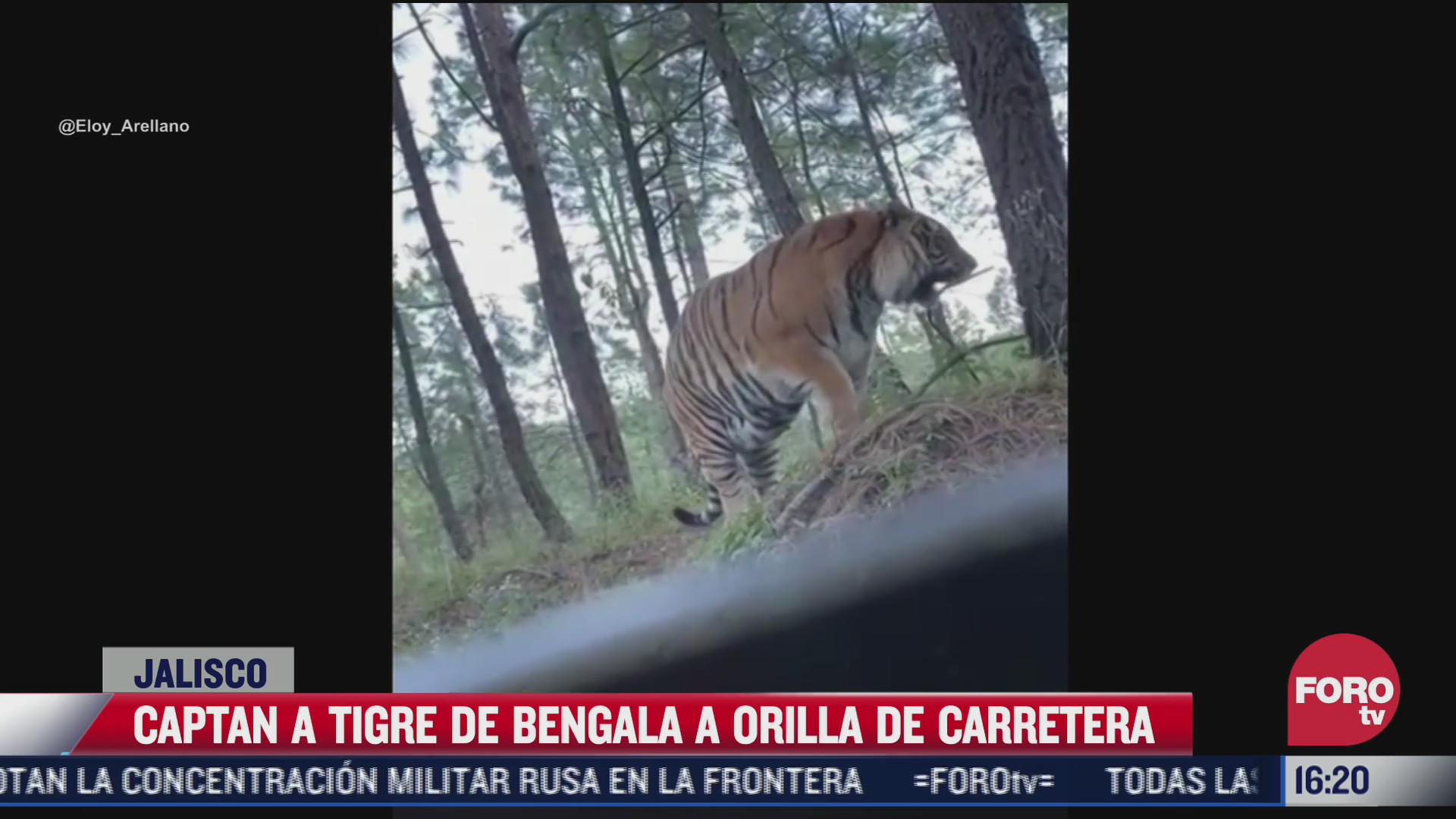 tigre de bengala aparece en carretera juanacatlan tapalpa de jalisco