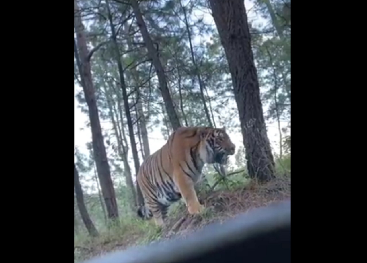 Tigre en Jalisco