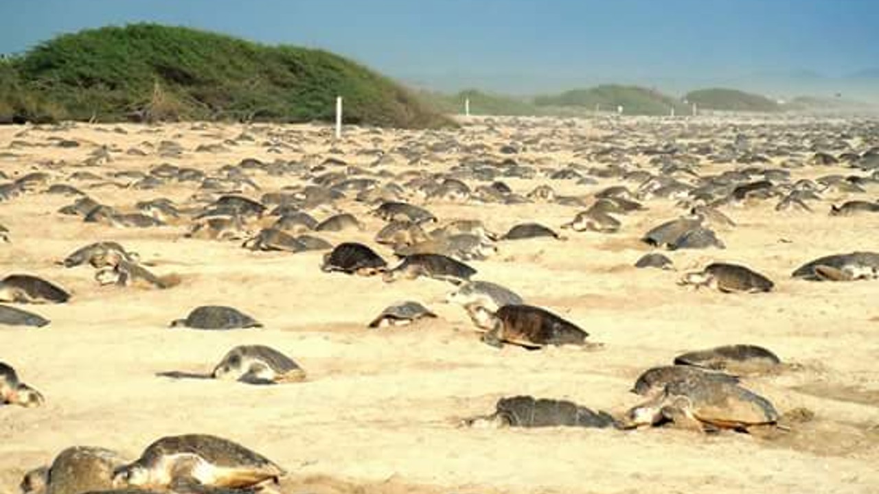 Arriban miles de tortugas golfinas a La Escobilla, en Oaxaca