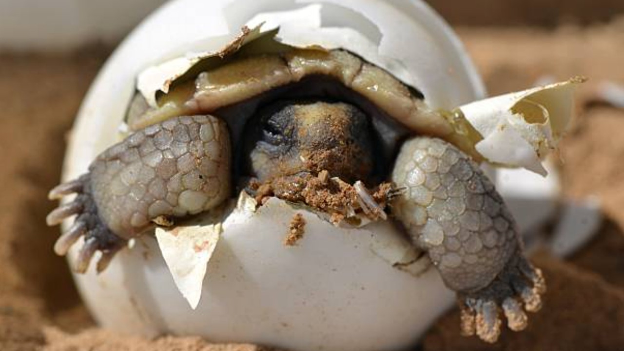 Tortugario de Manzanillo logra cifra récord de protección y liberación de crías