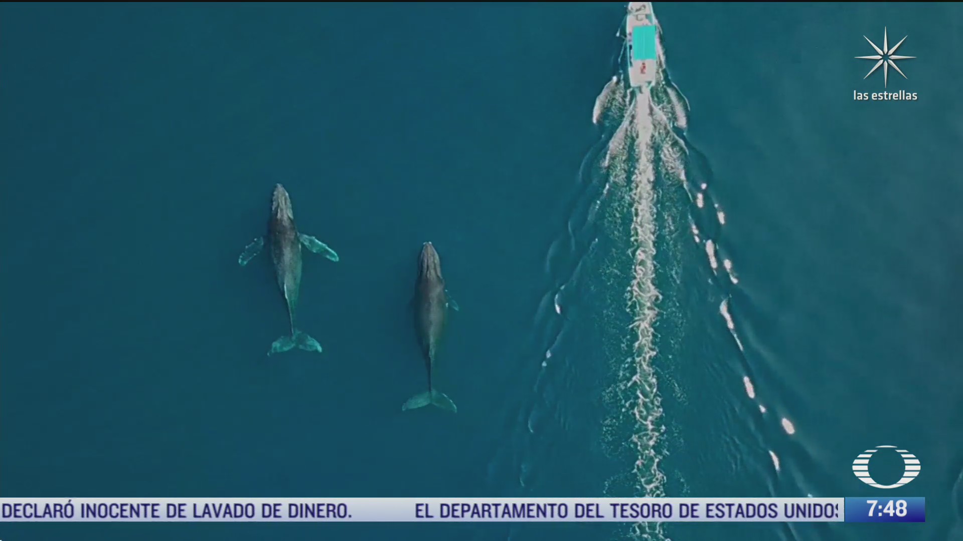 tres ballenas y un delfin quedan varados en mexico y aun no inicia la temporada de avistamiento
