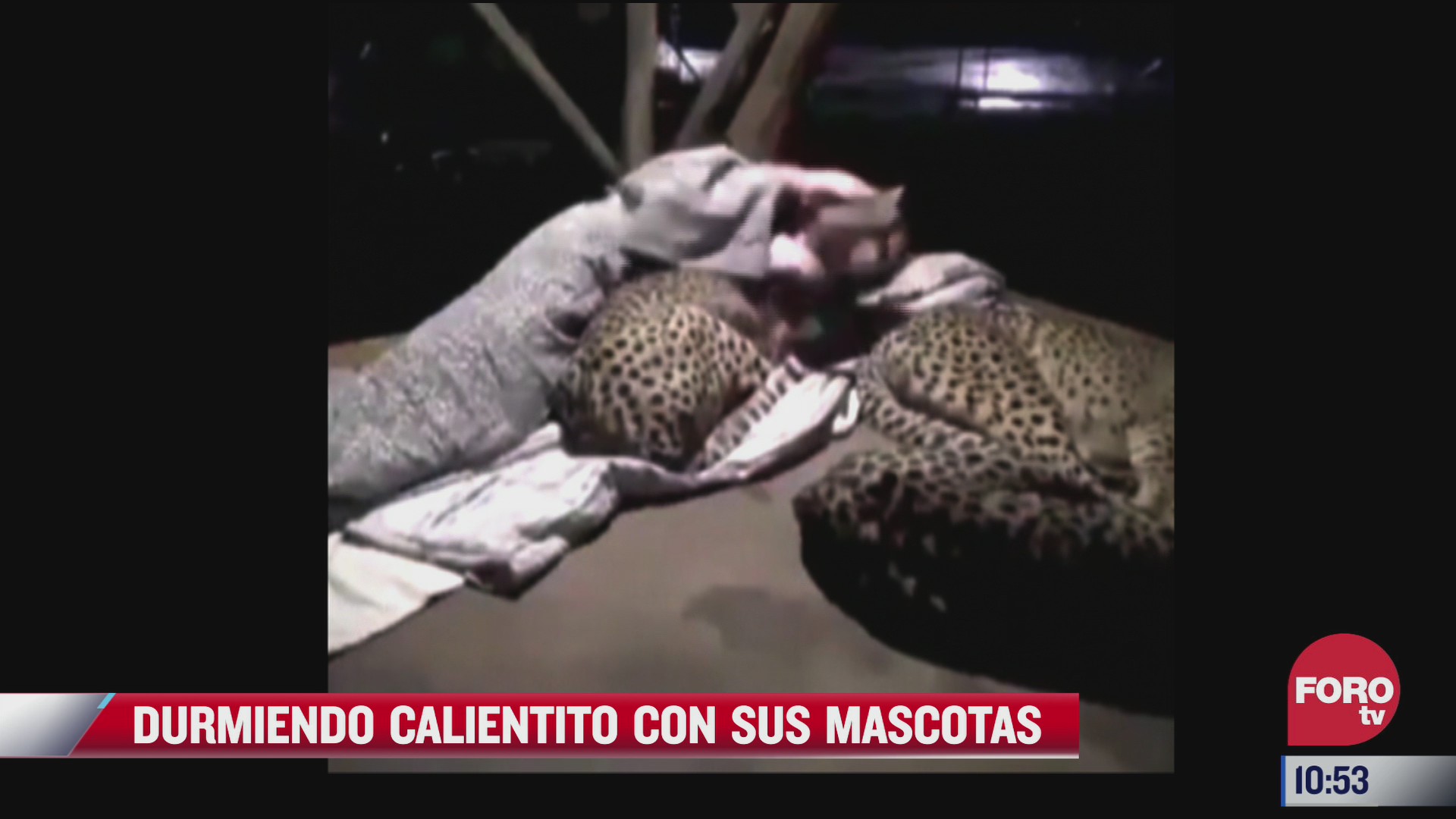tres leopardos duermen con un joven