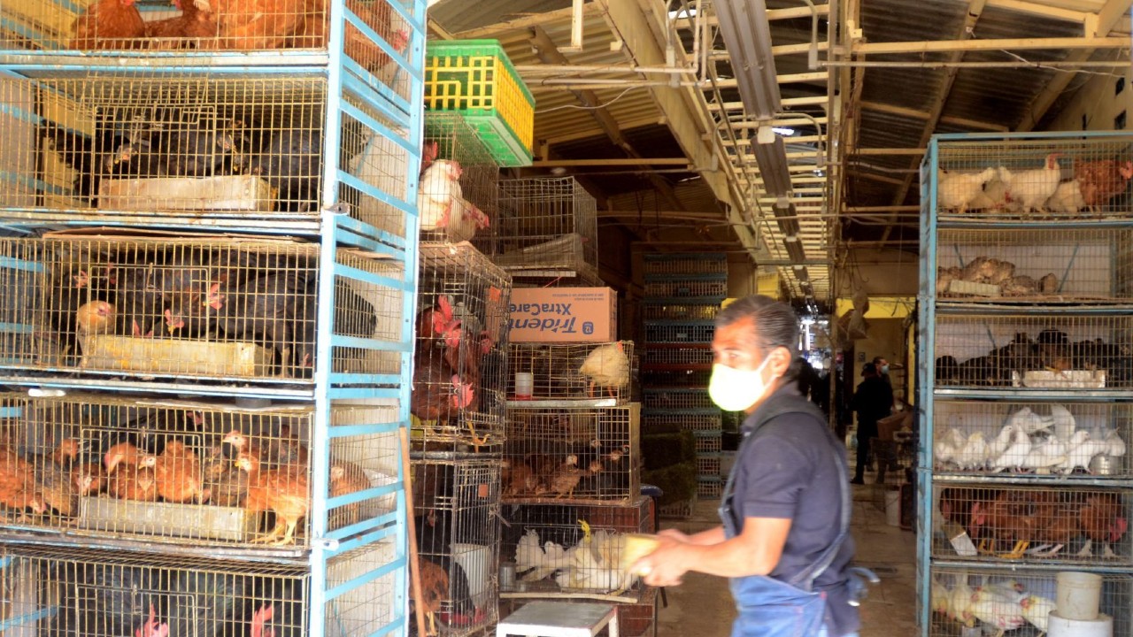 Vendedores del Mercado de Sonora escondieron a los animales de la Profepa durante incendio