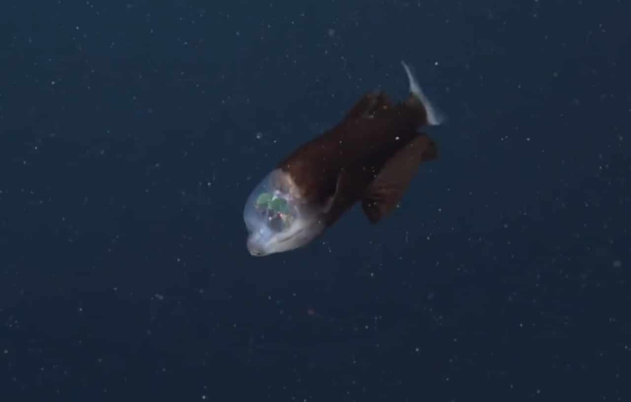 Video: Captan extraño pez con cabeza transparente