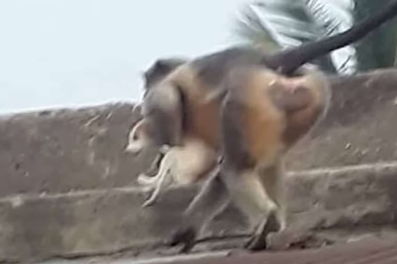 India: Monos matan a 250 perros arrojándolos por venganza