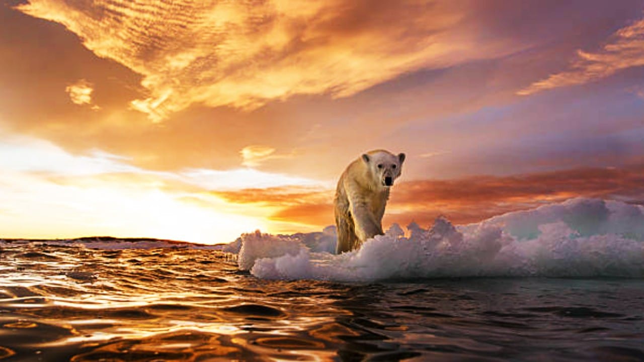 Se confirma temperatura récord de 38 grados en el Ártico, medida en 2020