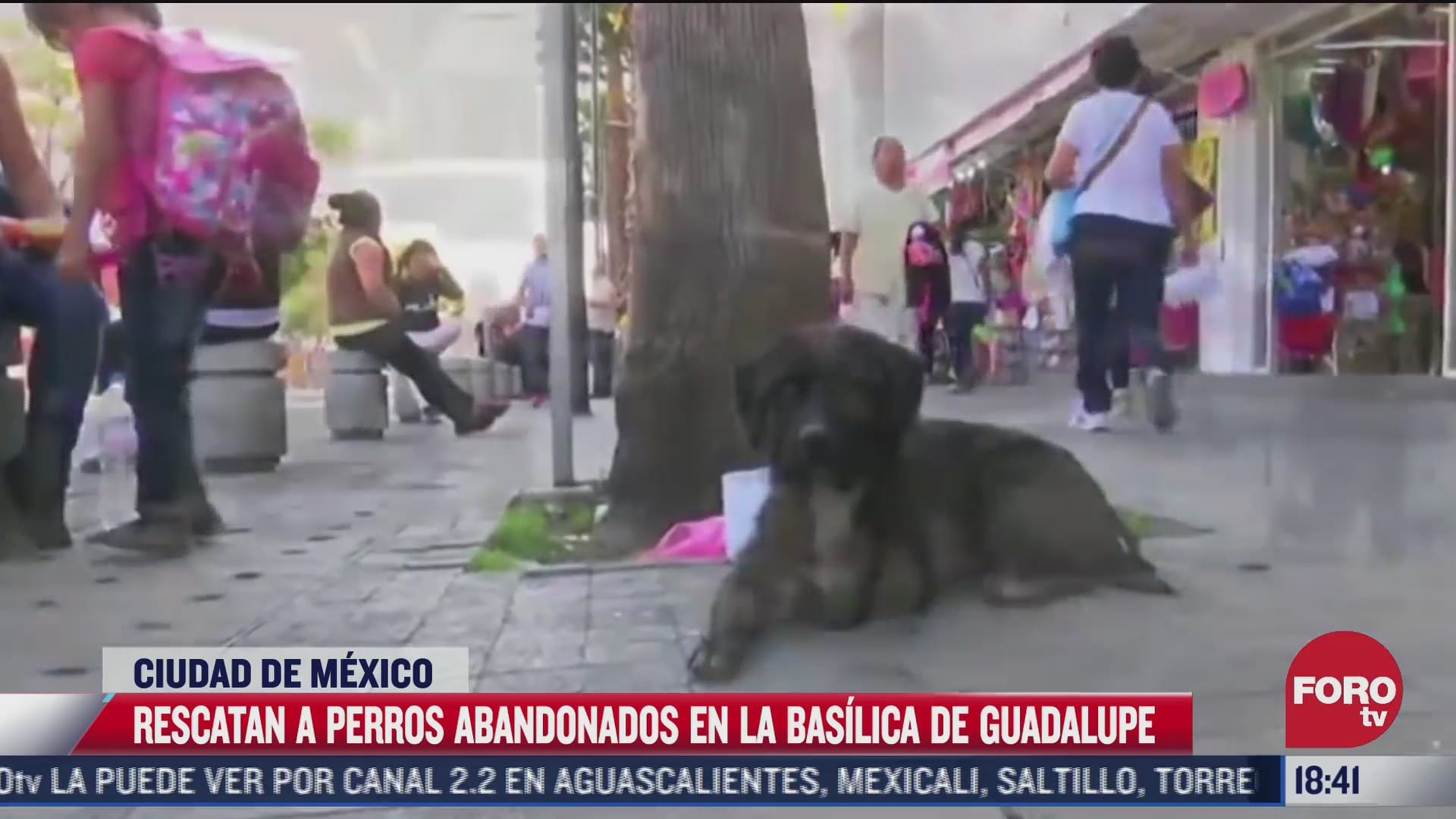 asociaciones rescatan perros abandonados por peregrinos en la basilica de guadalupe