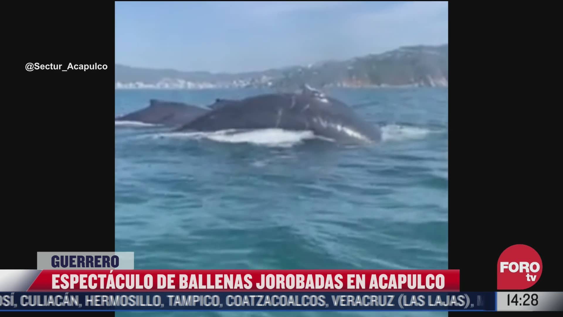 ballenas jorobadas deleitan a turistas en acapulco