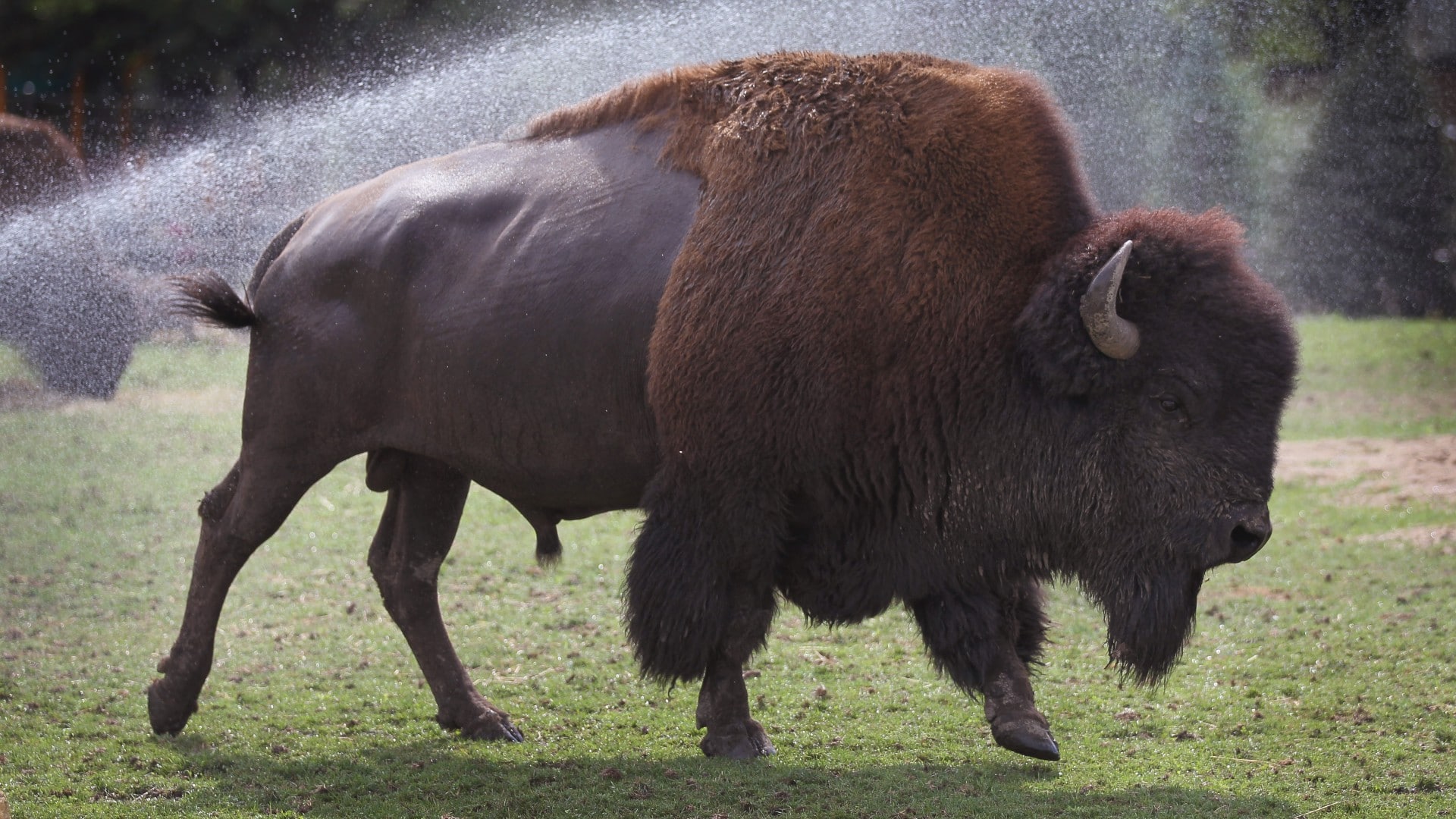Sacrificarán hasta 900 bisontes del Parque Nacional de Yellowstone por peligrosa enfermedad