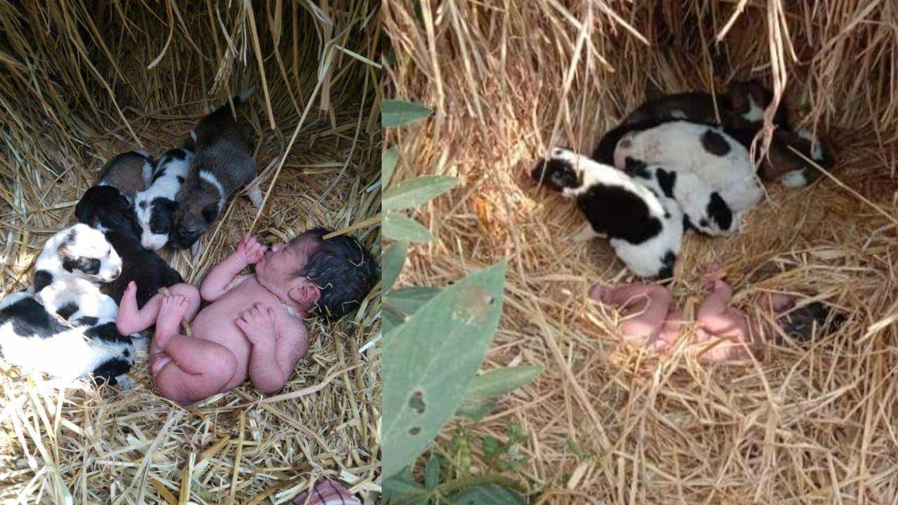 Cachorros salvan a recién nacida abandonada en la India